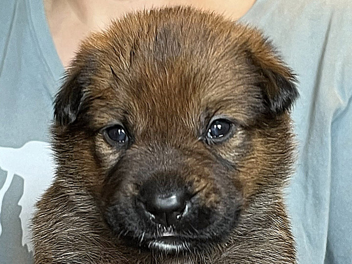 chinook puppy